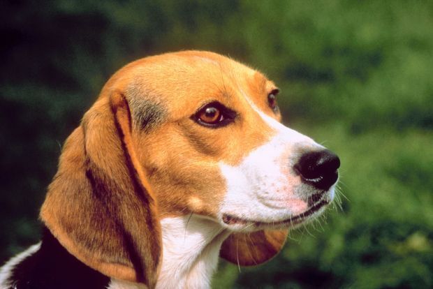 5. Beagle
